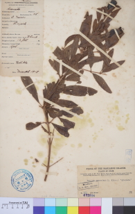 Specimen thumbnail